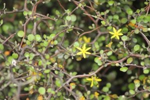 The 'chicken wire' bush <em>Corokia cotoneaster</em> with its fussy branch patterns, small leaves and yellow flowers