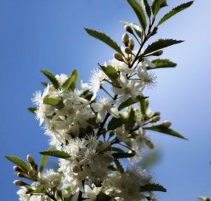 White flowers and buds and delicate leaves of <em>Hoheria angustifolia</em> reaching towards the sun against a bright blue sky