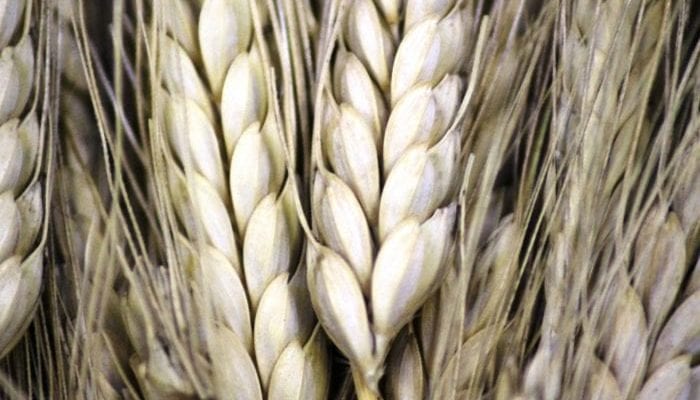 Triticum aestivum - wheat
