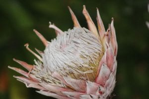 <em>Protea cynaroides</em>