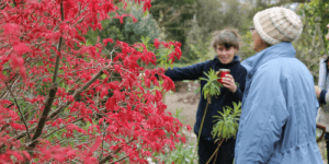 An image of a tree with red foliage; two people are standing next to it smiling, one is pointing at the tree.