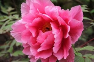 pink peony in bloom
