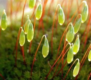 A moss called Bryum displaying it's capsules.