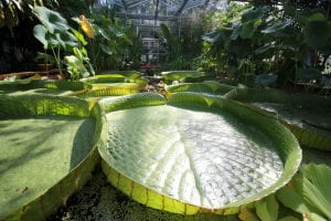 Giant Amazon water lily in the raised tropical pool of the Botanic Garden.