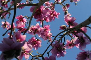 Large pink flowers of Magnolia campbellii in front of a deep blue sky. 