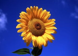 A yellow sunflower in front of a deep blue sky.