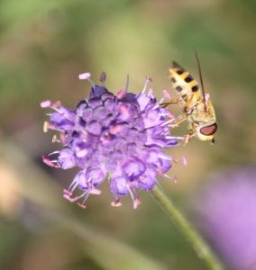 An image of a hoverfly with heavily defined black and yellow stripes collecting nectar from a round purple flower head.