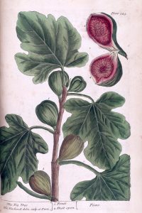 An old illustration of a fig tree with fruit; the fruit has been halved revealing fleshy red centre.