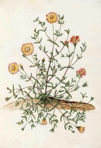 Intricate botanical illustration of rockrose.