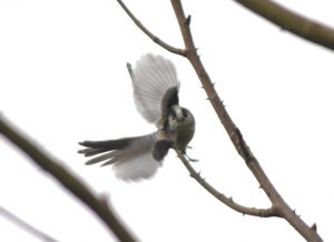Long tailed tit taking off from a branch; its wings are open and its looking directly at the camera.