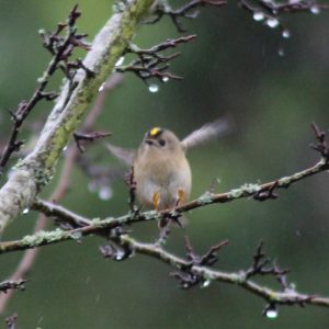 A small goldcrest landing on a branch.
