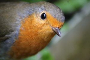 A close up of a robin looking inquisitively at the camera.