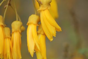 Long yellow flowers of Sophora tetraptera