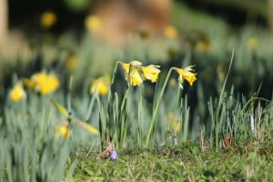 Daffodils on a sunny bank.