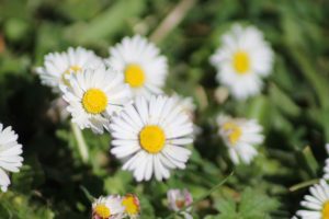 A number of bright small daisies close up and in the sun.