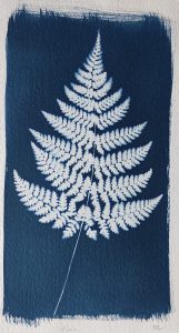 White silhouette of a fern with a navy blue background. 