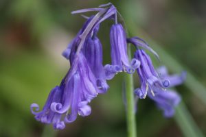 The nodding heads of bluebell flowers