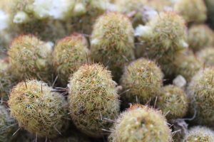 Small round cacti with white flowers protruding above the spines. 