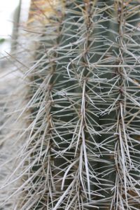 The spines of a tall cactus.