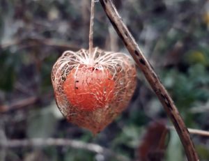 The deep orange Physalis fruit within its dainty, heart-shaped cage. 