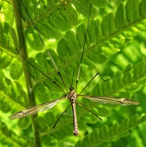 Close up photograph of a crane fly sitting on the leaf of a fern.