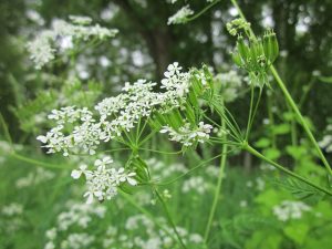 White flowers of cow parsley in a woodland meadow.