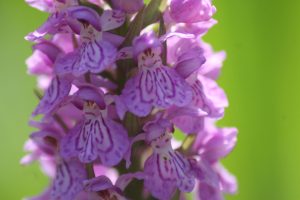 A close up image of common spotted orchid; it's pale pink flowers marked with a darker pink intricate pattern.