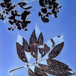 An example of light sensitive prints using leaves.