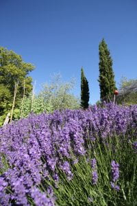 Blue flowers of Lavender in front of cypress trees.