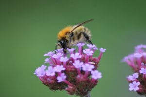 Common carder bee on Verbena bonariensis.