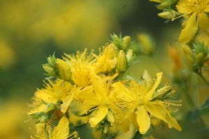Yellow flowers of Hypericum