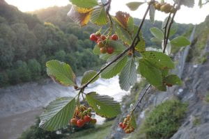 Avon whitebeam backdropped by the gorge, with its veiny, glaucous under-leave and heavy bunches of ripening fruit. 