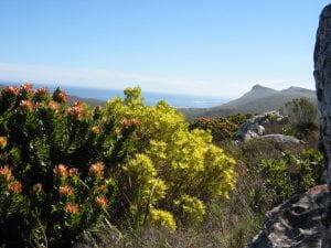 Fynbos flora on the cliffs overlooking Cape Town