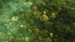 Aerial view of a rainforest