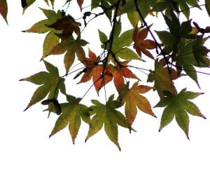 A silhouette of acer leaves against a pale sky.