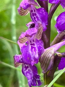 A purple green winged orchid.