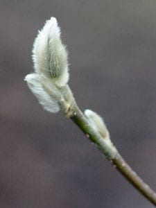 A fluffy magnolia bud.